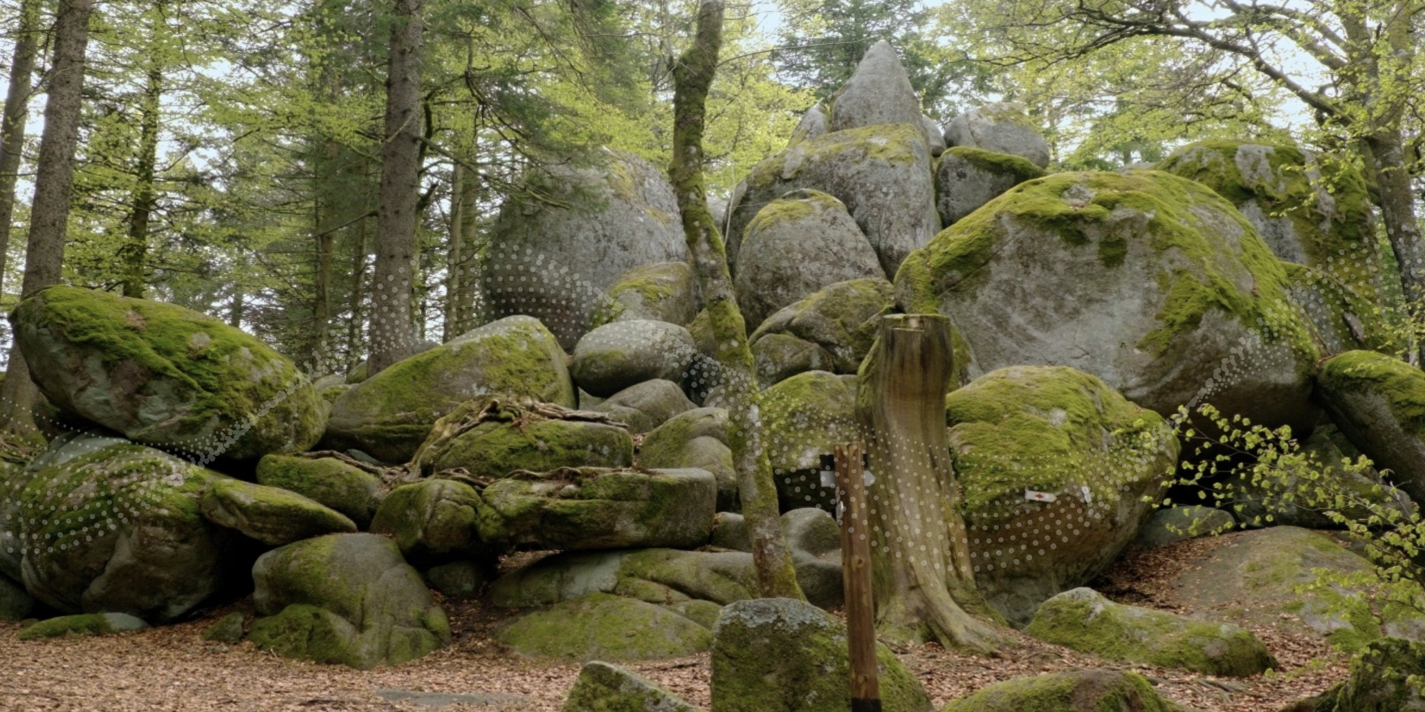 Forest Reimagined thumbnail